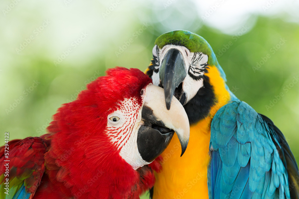 Naklejka premium parrots