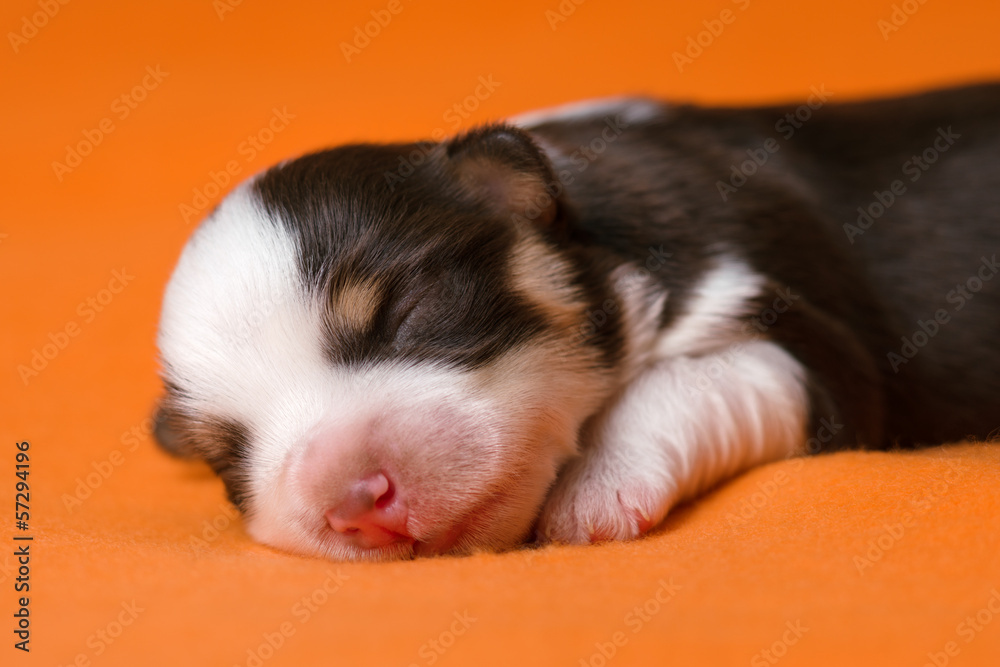 A cute sleeping one week old chocolate havanese puppy dog A cute sleeping one week old chocolate havanese puppy dog