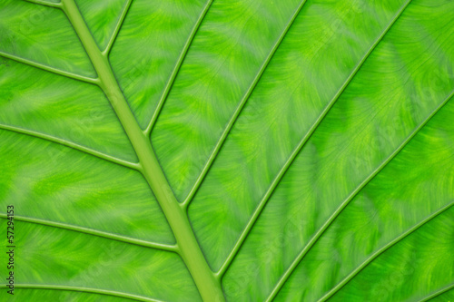 green leaf