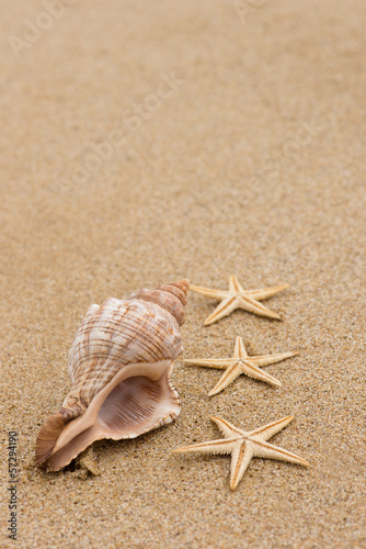 Conch shell and starfish at beach close up
