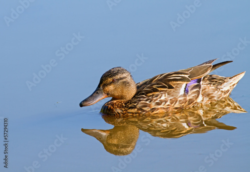 Female mallard swimming in ...