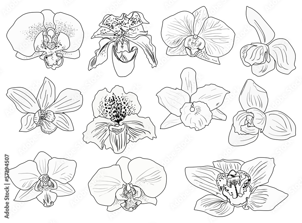 eleven black orchid flowers sketches