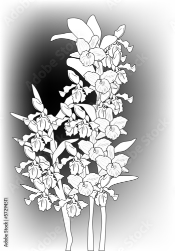 black and white orchid branches sketch