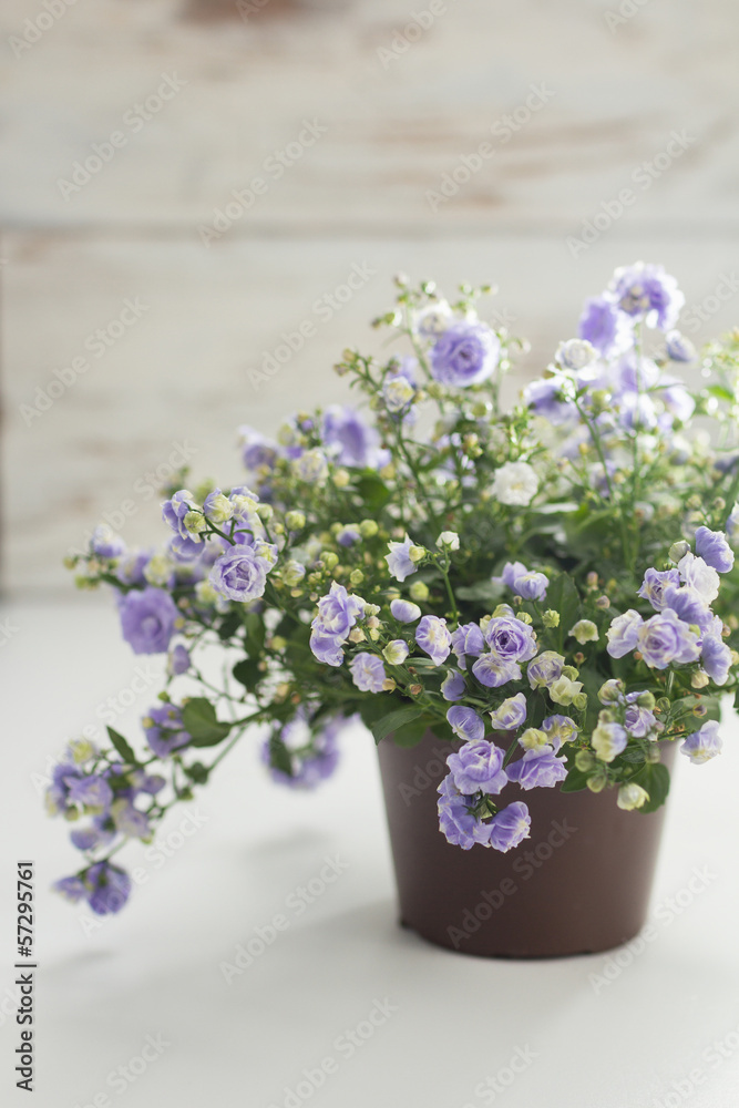 Small purple flowers (Gypsophila) in flower pot