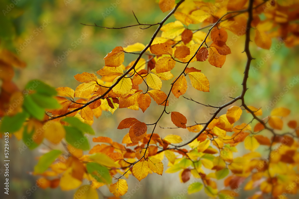 Autumn Leaves Autumn Leaves