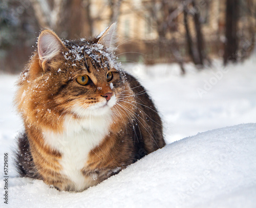 cat on sits on snow