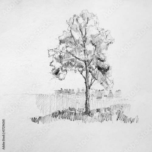 Hand drawing sketch of tree by pencil on a white paper
