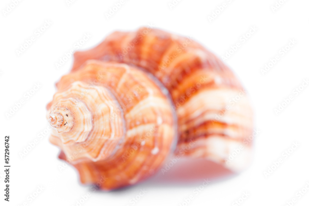 Close up of a shellfish