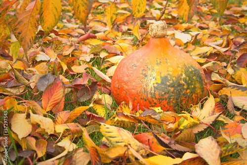 Pumpkin on fallen colorful leaves.