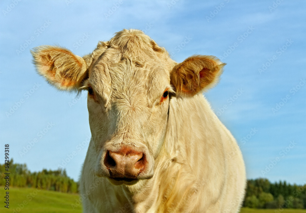 Cow on the land. Cow on the land.