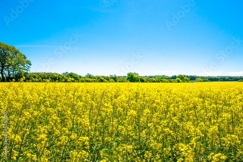 Fototapeta Naklejka Na Ścianę i Meble -  Rapeseed field