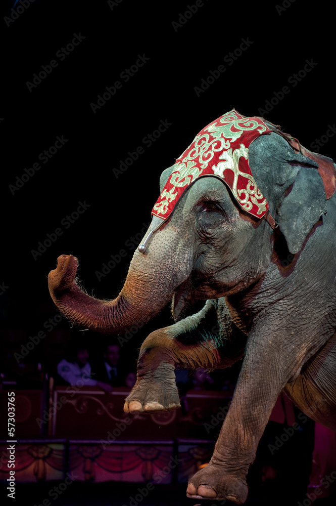 Fototapeta premium circus elephant