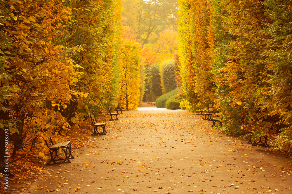 Beautiful alley in the yellow autumnal park
