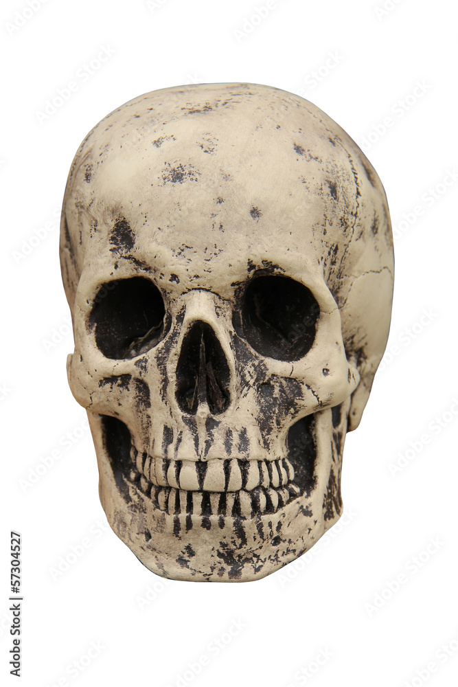 A Spooky Human Skull on a White Background. A Spooky Human Skull on a White Background.