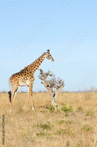 giraffe standing on the masi mari in kenya