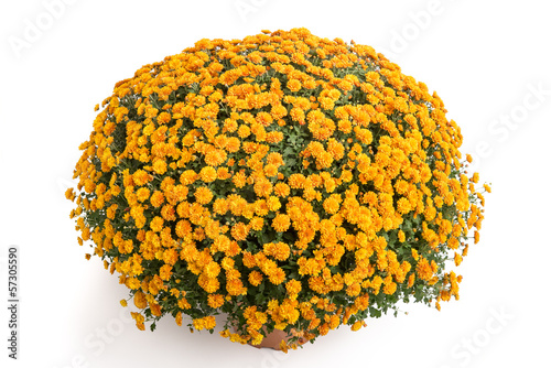 Fototapeta Naklejka Na Ścianę i Meble -  Große bronzefarbene Chrysantheme