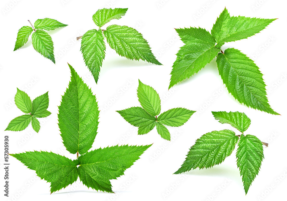 Blackberry leaf set Blackberry leaf set