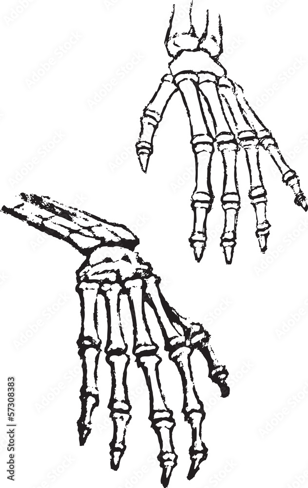 skeleton of hands