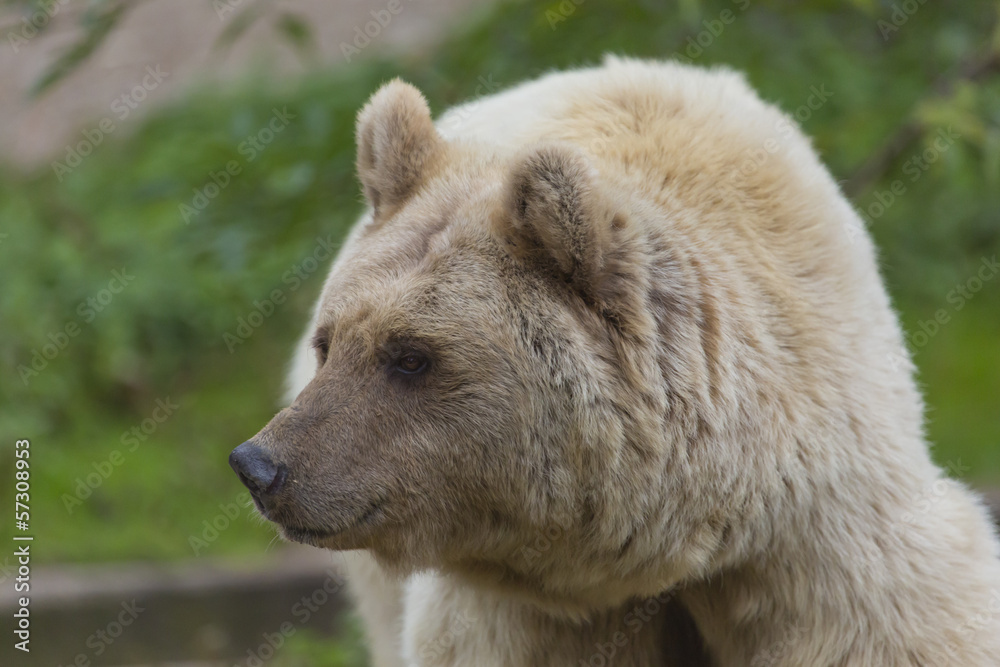 Braunbär schaut süß
