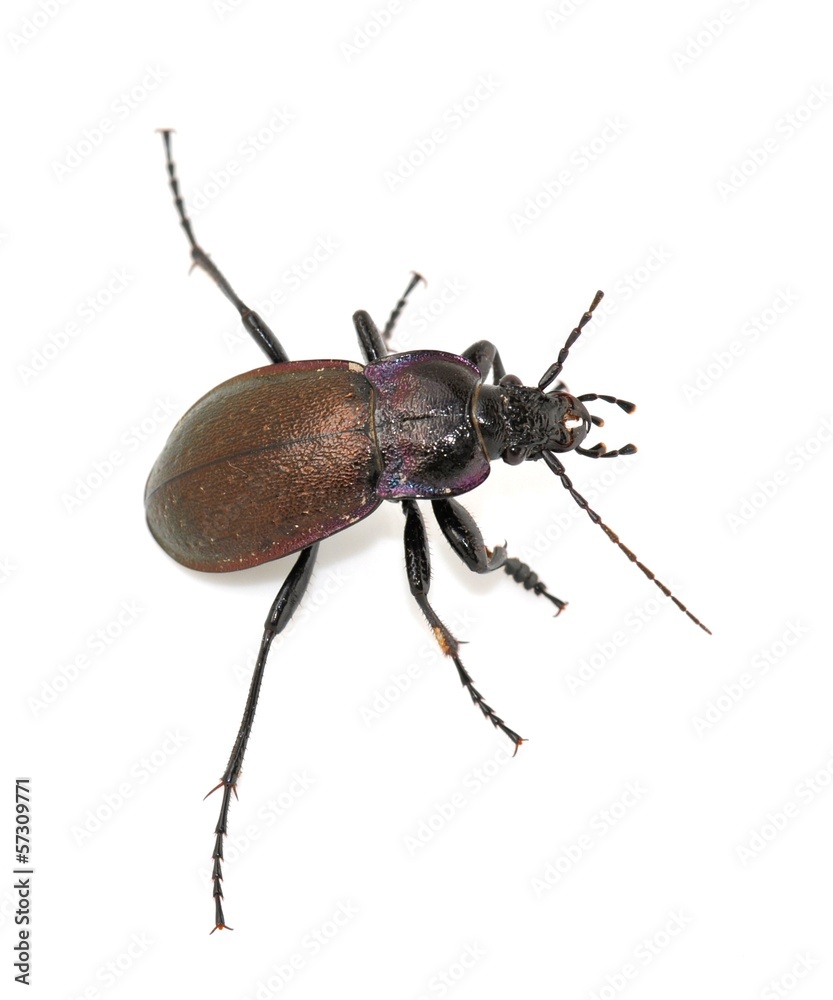 Long legged ground beetle Carabus nemoralis Long legged ground beetle Carabus nemoralis