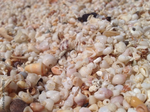shells on seashore on Chrissi island in Greece