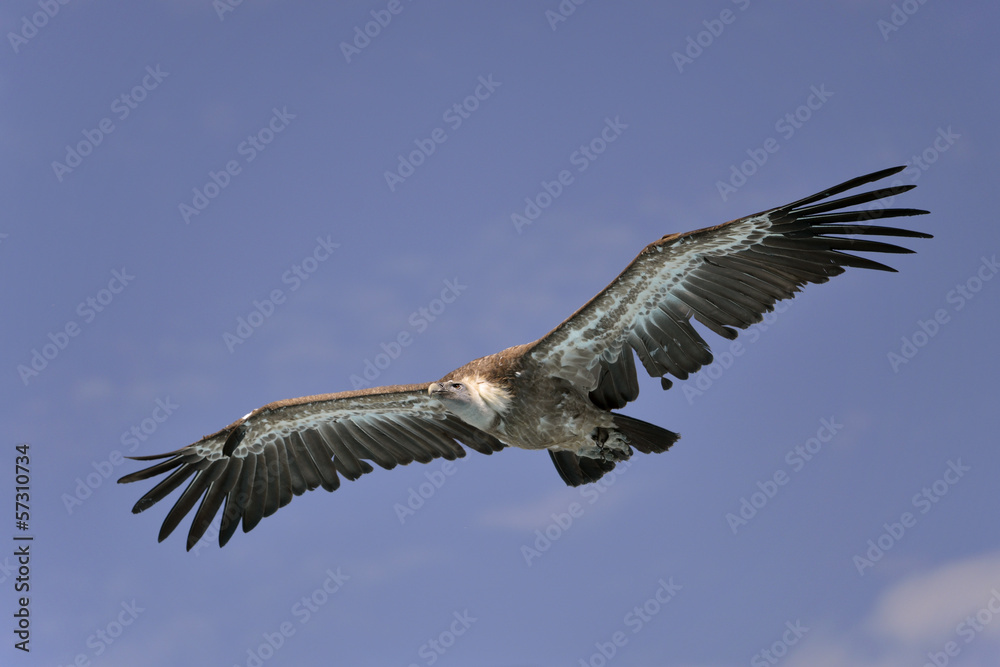 Fototapeta premium Griffon vulture in flight