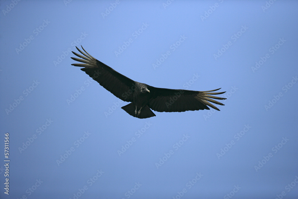Obraz premium Black vulture, Coragyps atratus