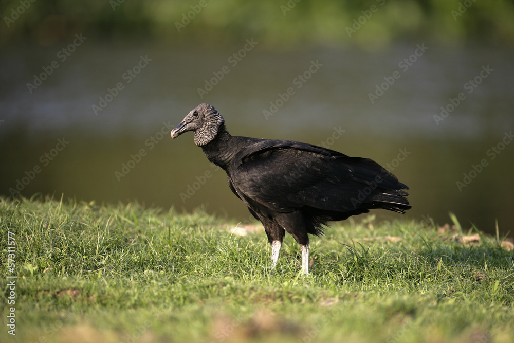 Fototapeta premium Black vulture, Coragyps atratus