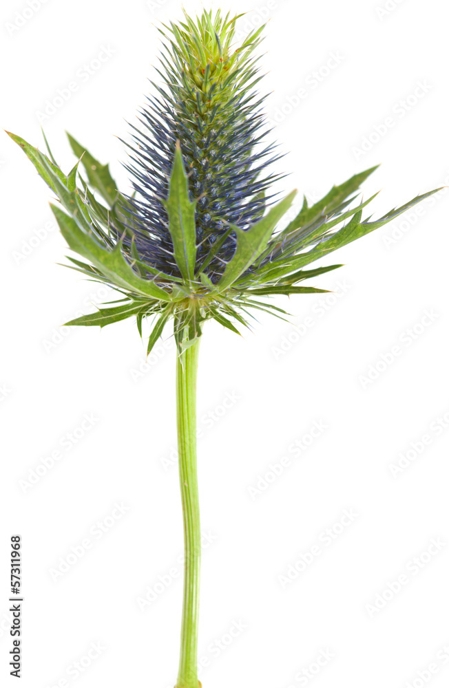 Eryngium Eryngium