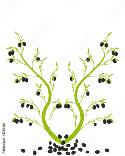 Olives on a branch