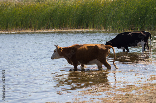 cow walking on the water in the lake © schankz