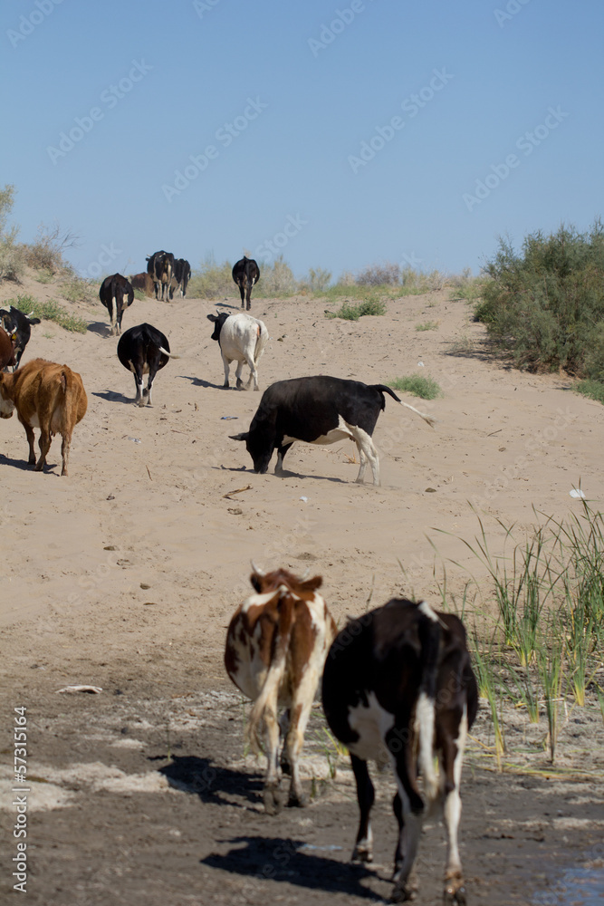 cows are on a dusty road