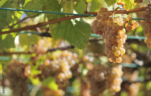 Albarino grapes and vines in Galicia, Spain
