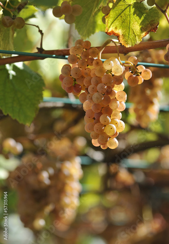 Albarino grapes and vines in Galicia, Spain