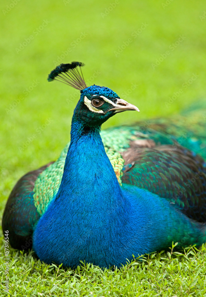 Fototapeta premium Portrait of a Peacock Lying on Grass