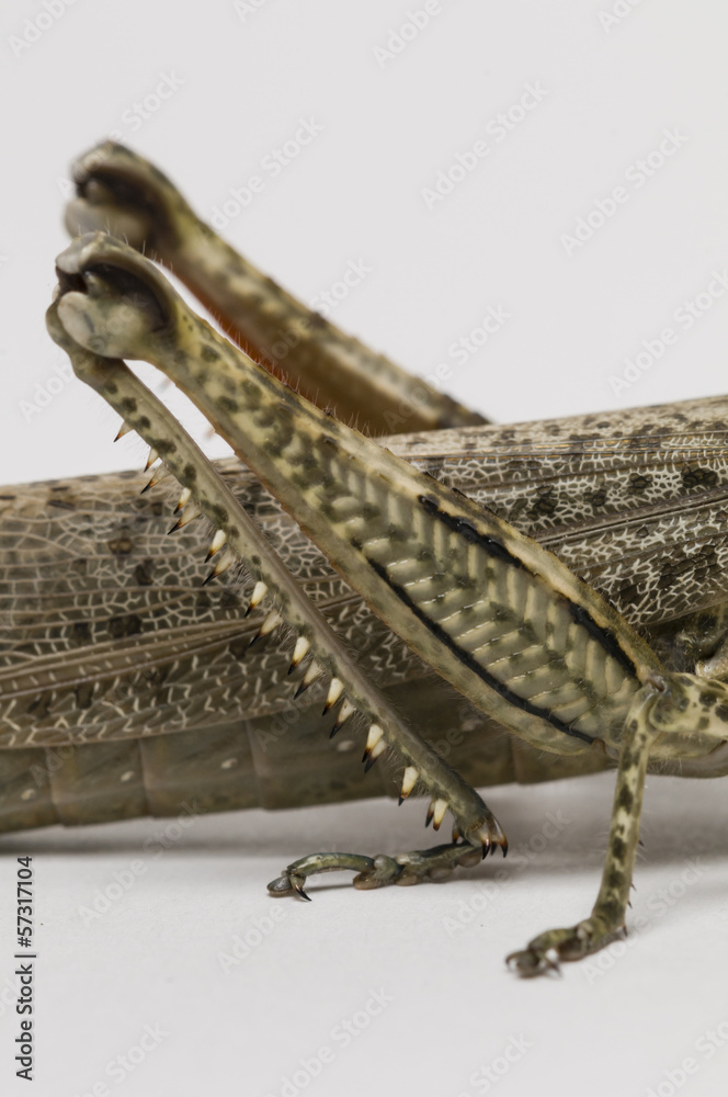 Fototapeta premium Short-horned grasshopper