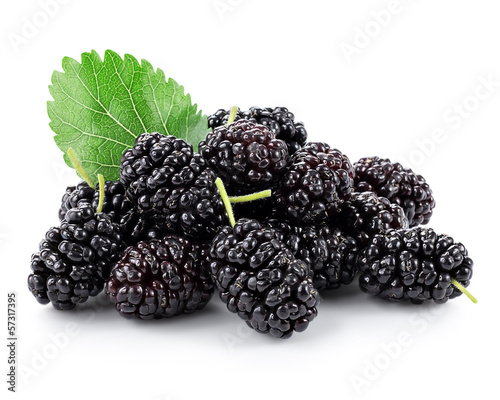 Mulberry with leaf