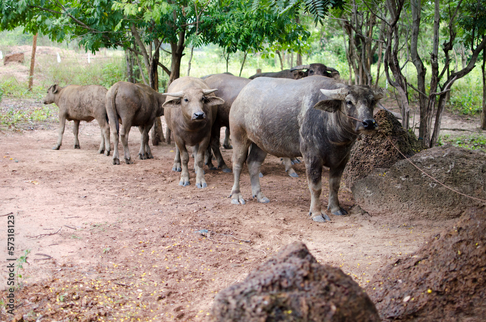 Fototapeta premium group of buffalo.