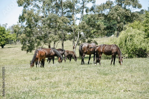 Horses in a paddock