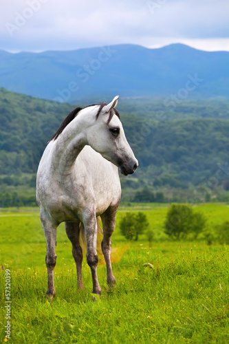 Gray Arab horse © Igor Dmitriev
