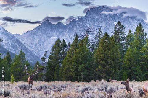 Adult Male Elk and his herd - Grand Tetons