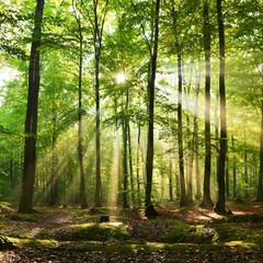 Foto auf Leinwand Wald Wald  © Piotr Krzeslak