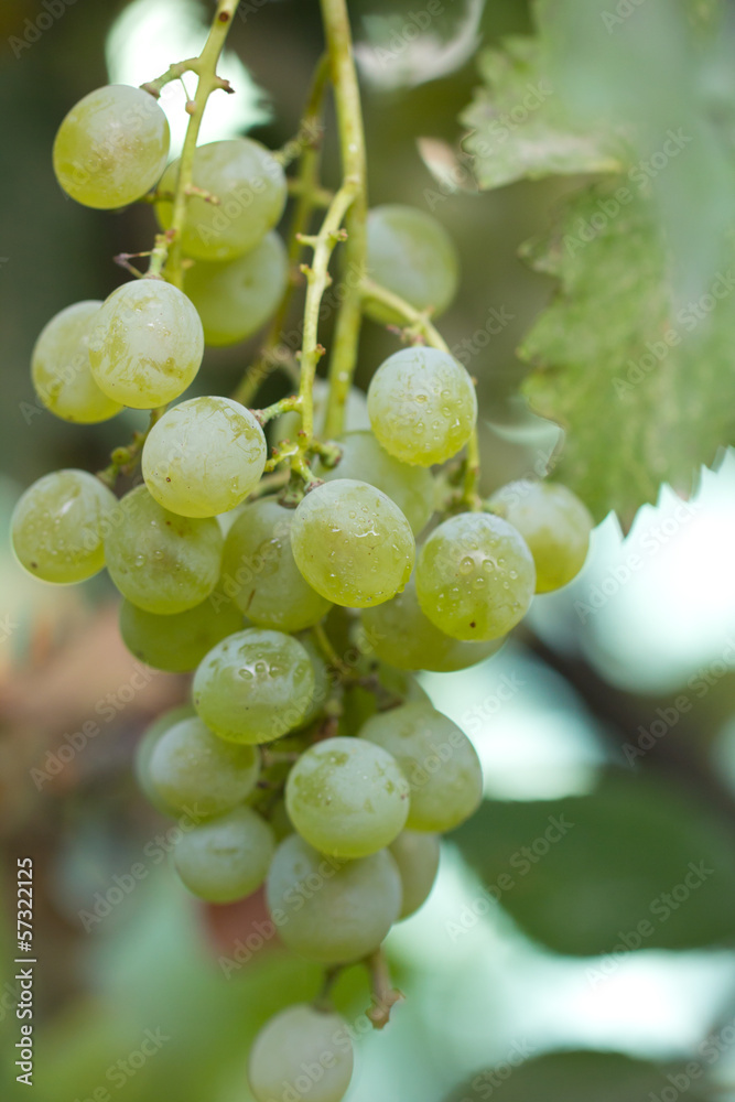 Green grapes on the nature Green grapes on the nature