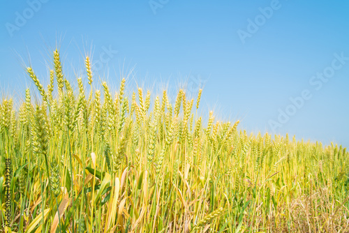 ripe wheat