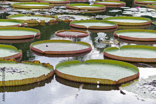 The Victoria waterlily - the largest water lily in the world