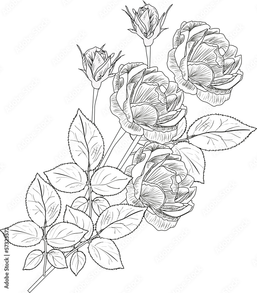 bunch of roses sketch isolated on white