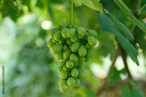 white grapes © kuznechik
