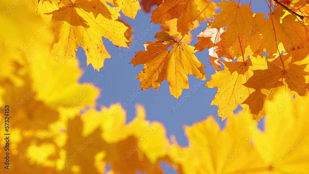 Maple leaves and sky Maple leaves and sky