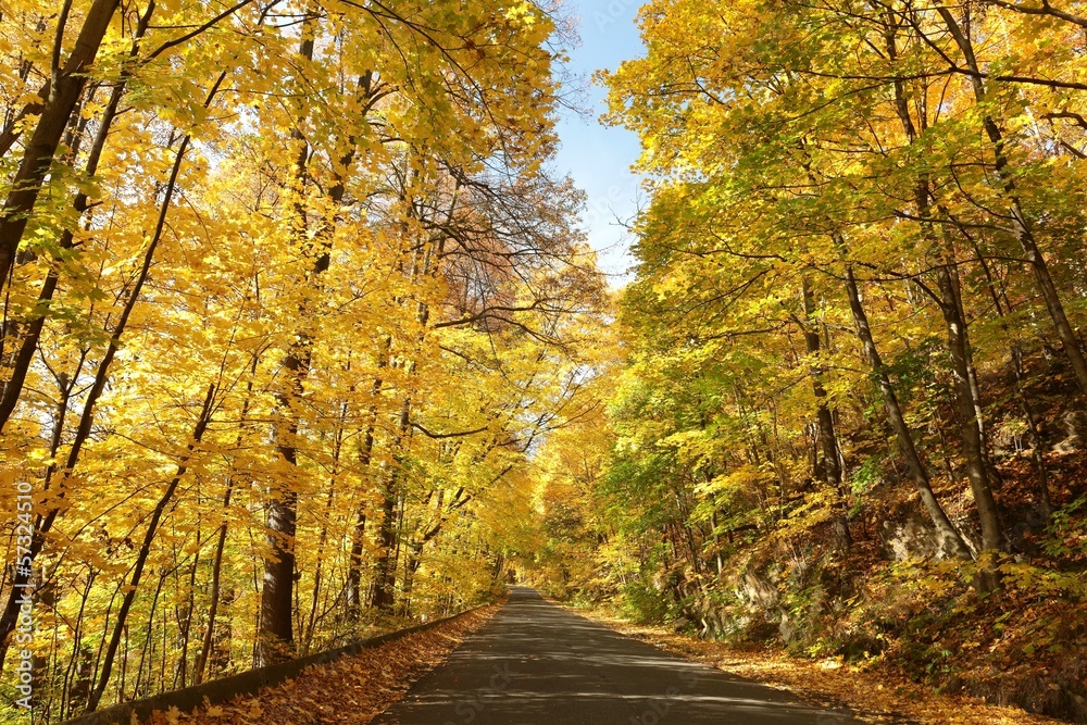 Fototapeta premium Country road leading through the autumn forest on a sunny day