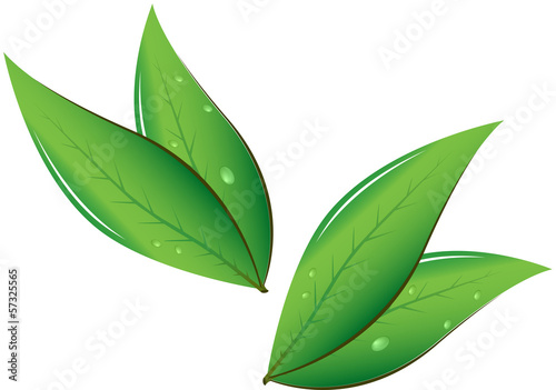 Tea leaves Vector illustration